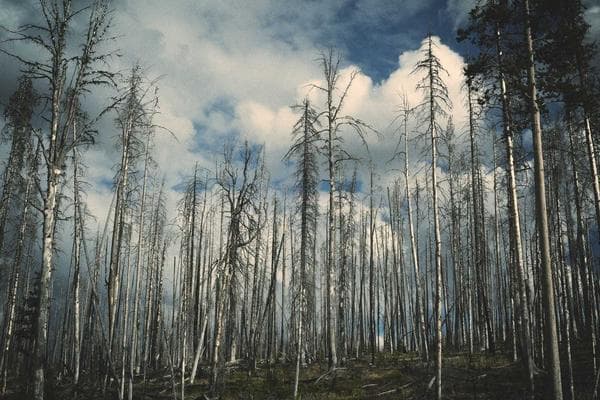 Bancos Forrajeros: Estrategia para una Ganadería Resiliente al Cambio Climático